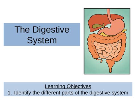 Ks3ks4 Digestive System Teaching Resources