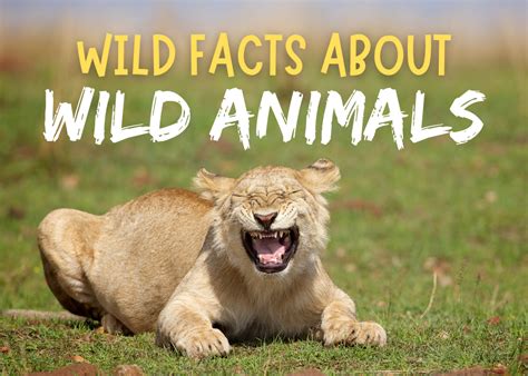 Wild Facts About Wild Animals - Terrebonne Parish Library System