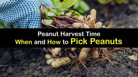 Picking Peanuts How And When To Harvest Peanuts