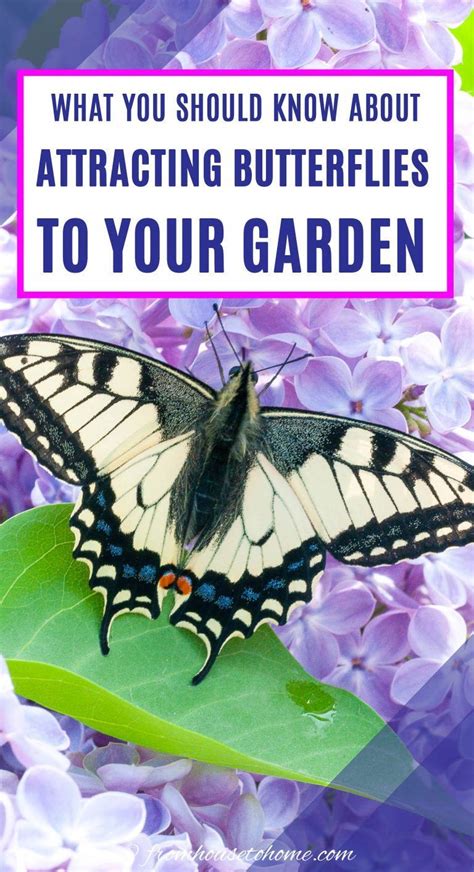 How To Attract Butterflies To Your Home Garden Gardener S Oasis Attract Butterflies