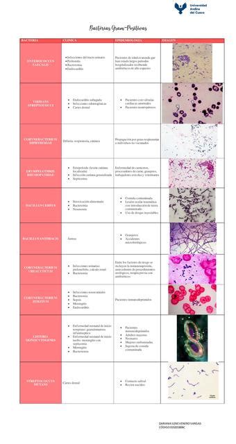 Bacterias Gram Positivas Enfermedades