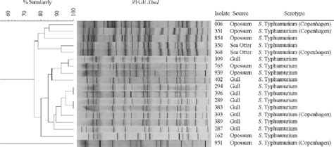 Pulsed Field Gel Electrophoresis Pfge Profiles Of Chromosomal Dna