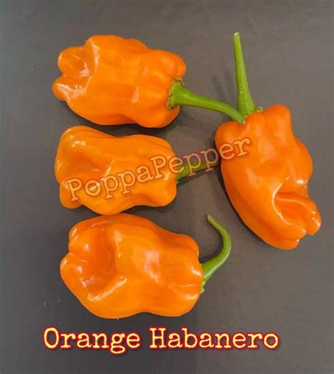 Orange Habanero Pepper Seeds Etsy