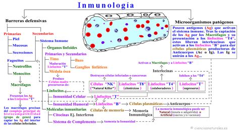 Mapa Conceptual De Sistema Inmunologico Rudenko