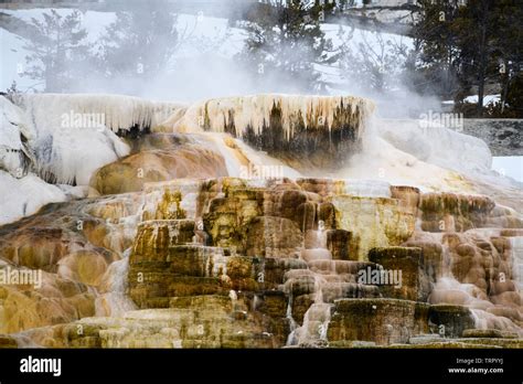 Travertine Terraces At Mammoth Hot Springs High Resolution Stock Photography And Images Alamy