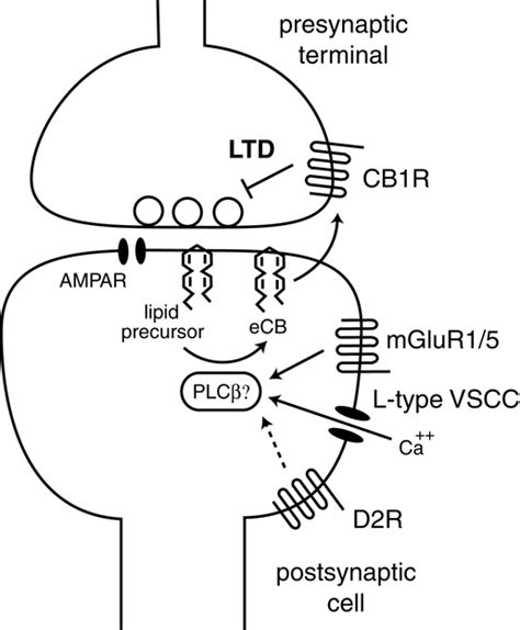 Supplement To Dopamine Modulation Of State Dependent Endocannabinoid