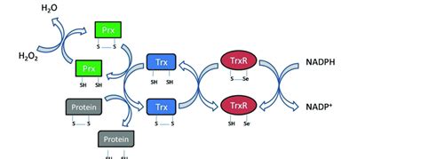 Mechanism Of Action Of The Thioredoxin System The Reduction Of Trxr By