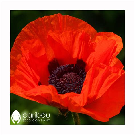 poppy - flanders - Caribou Seed Company