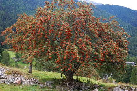 celtic rowan tree | Rowan tree, Trees to plant, Tree photography