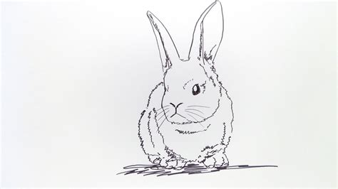 Cara Menggambar Kelinci How To Draw Rabbit Youtube