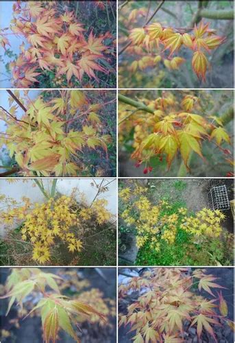 Semillas Arboles Arce Palmatum Katsura Acer Japones Cos Ulti Mercadolibre