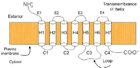 Schematic Representation Of Gpcr Shown As Seven Transmembrane Helices