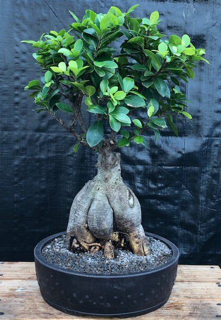 Ginseng Ficus Bonsai Tree Ficus Retusa