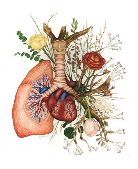 Portada Sistema Respiratorio Enfermeria Enfermeria Anatom A Humana