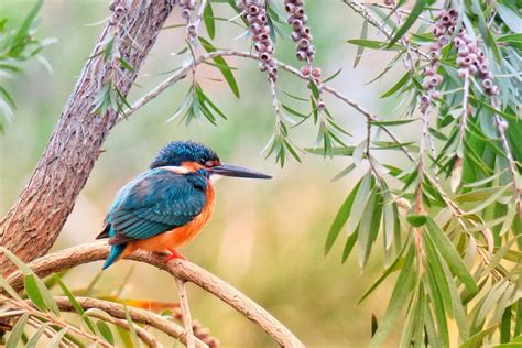 Giornata Mondiale Della Fauna Selvatica Celebriamo La Bellezza E La