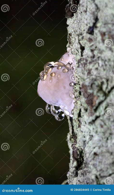 Fomitopsis Pinicola Photographed during Guttation. Guttation is the Physiological Stock Image ...