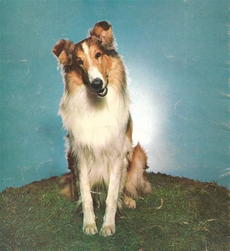 Lassie Jr | Animaux