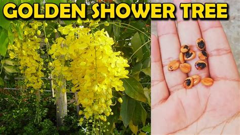 How To Grow Amaltas Tree From Seed Cassia Fistula Golden Shower Tree