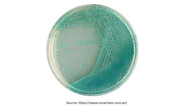 Pseudomonas Agar Introduction Principle Composition Preparation Pro