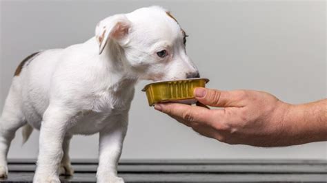 Consejos Para Elegir El Mejor Pienso Para Perros Con Sobrepeso Mascotario