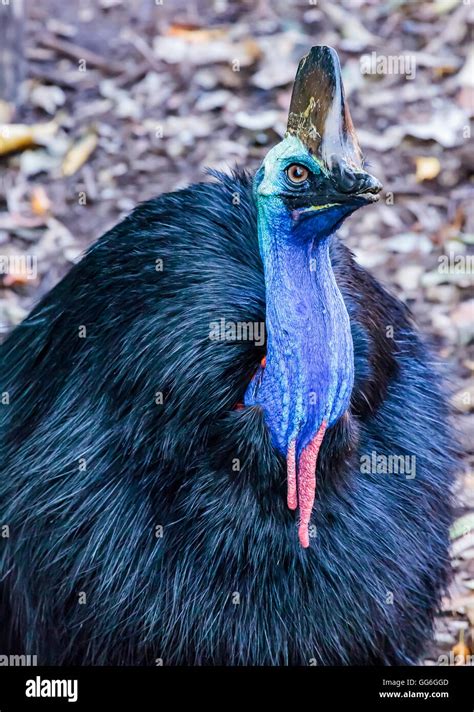 Cassowary Bird Feather