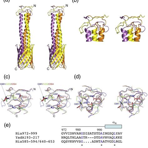 Transmembrane Structure Of Hia 973 1098 A Stereo Ribbon Diagram Of Download Scientific