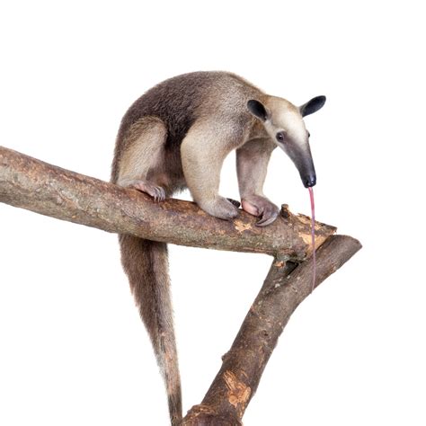 Safari Species - Sustainable Safari