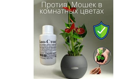 Рейтинг лучших средств от мошек в комнатных цветах на 2025 год с их ...