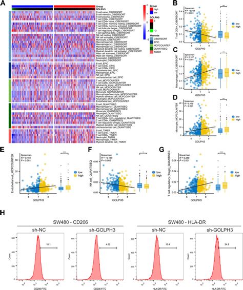 Frontiers Upregulation Of Golph Mediated By Bisphenol A Promotes