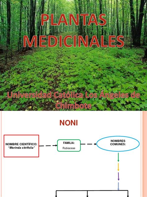 Pdf Fitoterapia Del Metabolismo Dokumen Tips