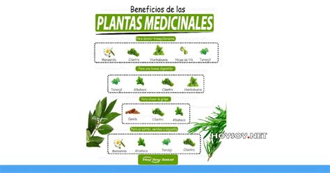 15 Mejores Hierbas Medicinales﻿ Hoysoynet ️