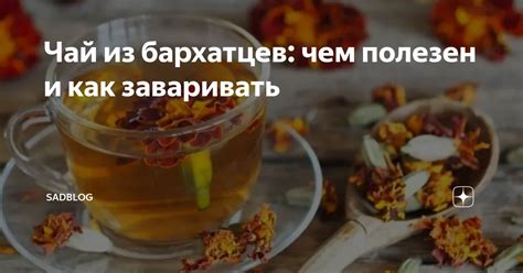 Чай из бархатцев: чем полезен и как заваривать | SadBlog | Дзен