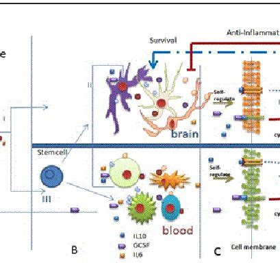 Mechanism of G-CSF induced stem cell mobilization. Increase in G-CSF ...