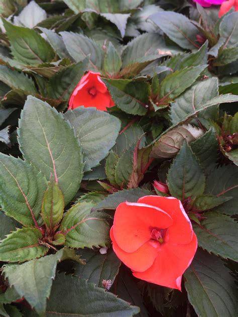 Compact Hot Coral SunPatiens
