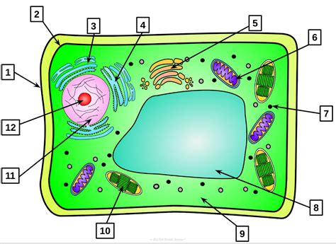 Plant Cell Diagram Not Labeled