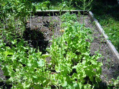 Planting Bolted Lettuce Harvest Minding My Ps With Q