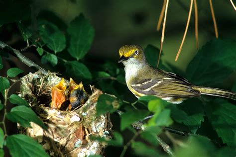 White-Eyed Vireo Pictures - AZ Animals