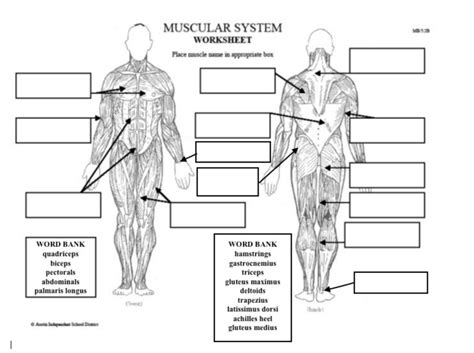 Label The Muscular System Worksheet Printable And Enjoyable Learning