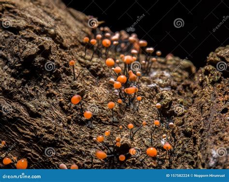 Mini Champignon Orange Et Spore Sur Le Bois Humide Photo Stock Image