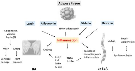 Adipokines In Inflammatory Rheumatic Diseases Encyclopedia Mdpi