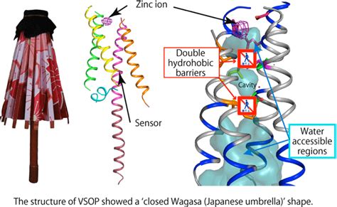 X Ray Crystal Structure Of Voltage Gated Proton Channel Press Release