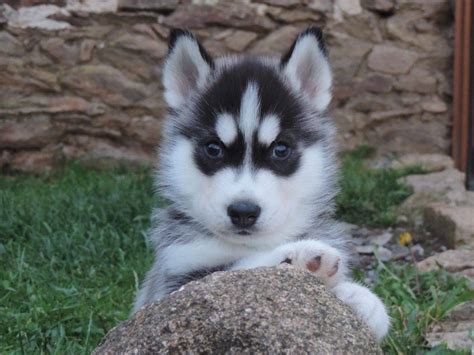 A Vendre Chiots M Les Husky De Sib Rie Lof Petite Annonce Chien