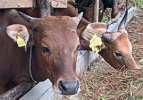 Harga Sapi Kurban Di Tanjungpinang Paling Tinggi Rp24 Juta Ulasan Co