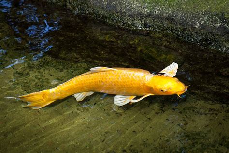 The Top 6 Most Expensive Types Of Koi Fish In 2024 A Z Animals