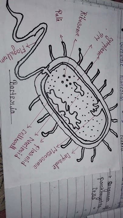 diagram  prokaryotic cells bacteria youtube