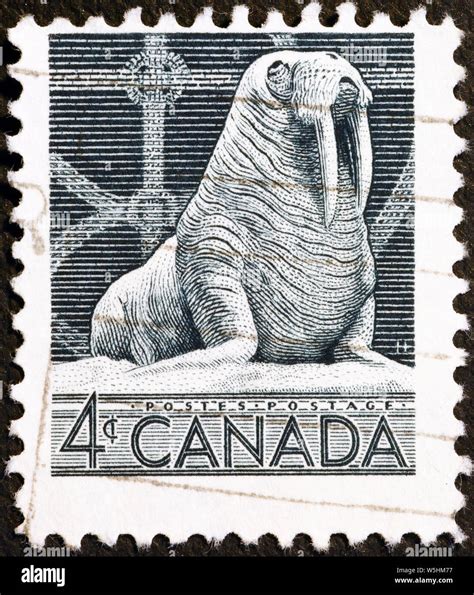 Walrus Of Vintage Canadian Postage Stamp Stock Photo Alamy