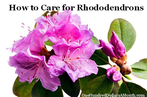 How To Care For Rhododendrons