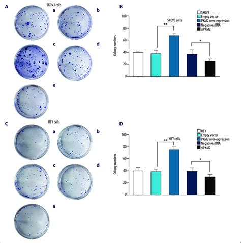 Colony Formation Assay Detection Of Skov3 And Hey Cell Growth Pkm2 Download Scientific Diagram