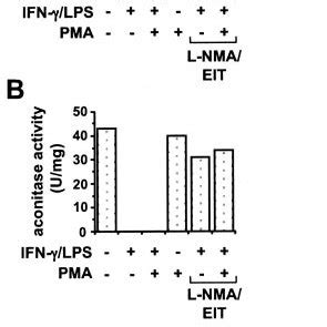 Effects Of No Synthase Inhibitors On Irp Tyrosine Nitration By