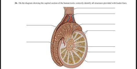 Solved 26 On The Diagram Showing The Sagittal Section Of